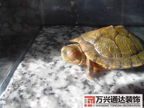 巴西龜風(fēng)水家里養(yǎng)巴西龜風(fēng)水說法