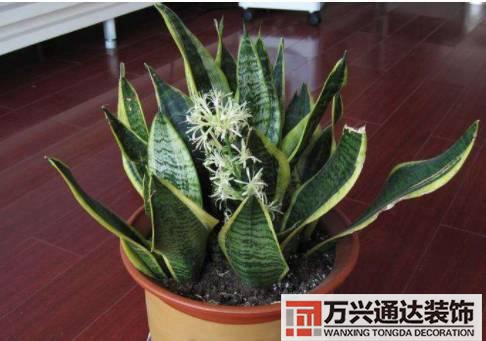 水仙花的風(fēng)水家里養(yǎng)水仙花風(fēng)水