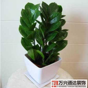 水仙花的風(fēng)水家里養(yǎng)水仙花風(fēng)水