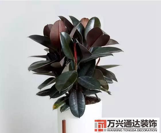 水仙花的風(fēng)水家里養(yǎng)水仙花風(fēng)水