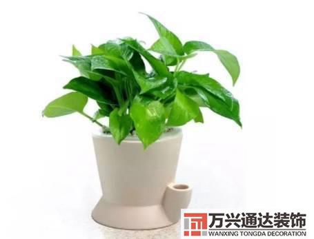 水仙花的風(fēng)水家里養(yǎng)水仙花風(fēng)水