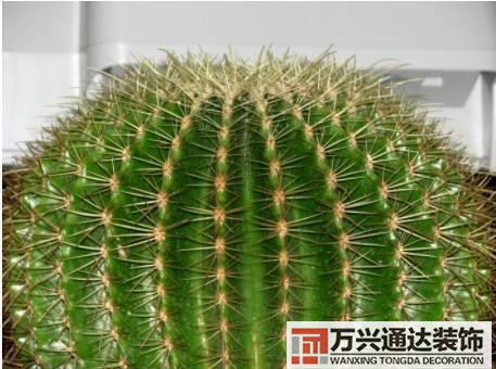 水仙花的風(fēng)水家里養(yǎng)水仙花風(fēng)水