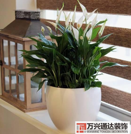 水仙花的風(fēng)水家里養(yǎng)水仙花風(fēng)水