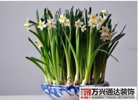 水仙花的風(fēng)水家里養(yǎng)水仙花風(fēng)水