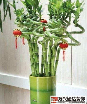 水仙花的風(fēng)水家里養(yǎng)水仙花風(fēng)水