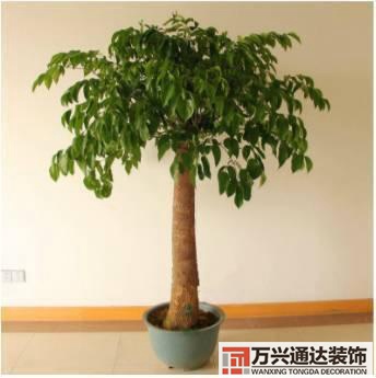 水仙花的風(fēng)水家里養(yǎng)水仙花風(fēng)水