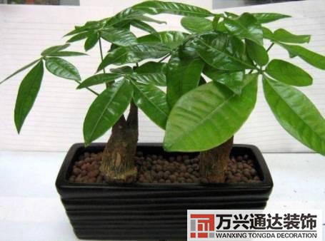 水仙花的風(fēng)水家里養(yǎng)水仙花風(fēng)水