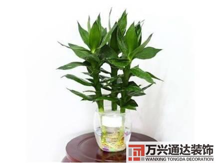 水仙花的風(fēng)水家里養(yǎng)水仙花風(fēng)水