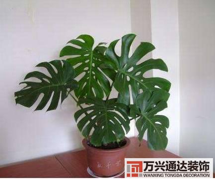 水仙花的風(fēng)水家里養(yǎng)水仙花風(fēng)水