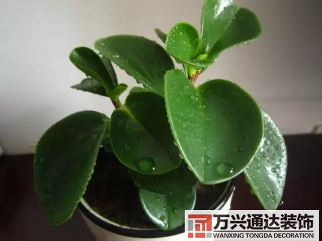 水仙花的風(fēng)水家里養(yǎng)水仙花風(fēng)水