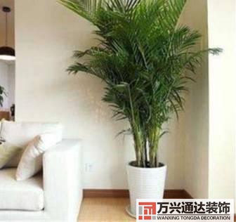 水仙花的風(fēng)水家里養(yǎng)水仙花風(fēng)水