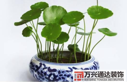 水仙花的風(fēng)水家里養(yǎng)水仙花風(fēng)水