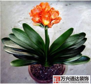 水仙花的風(fēng)水家里養(yǎng)水仙花風(fēng)水