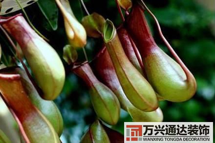 水仙花的風(fēng)水家里養(yǎng)水仙花風(fēng)水