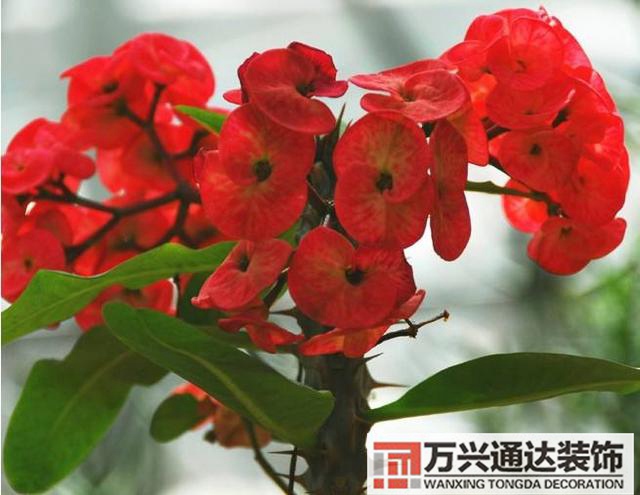 室內風水圖片室內風水布局圖解