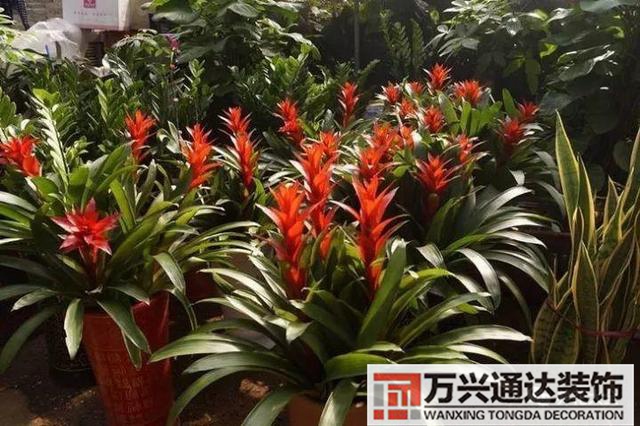 風水家里養什么花好在風水上家里養什么花最好