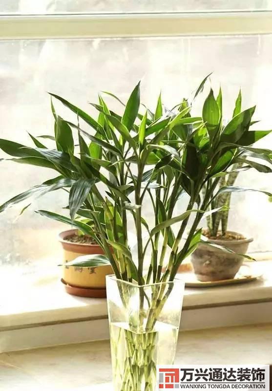 風水家里養什么花好在風水上家里養什么花最好